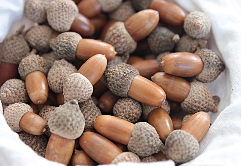 OakFood lança campanha para recolher receitas tradicionais com bolota